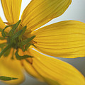 Yellow Summer Daisy Macro Photograph by Karen Rispin Yellow Summer Daisy Macro Photograph by Karen Rispin