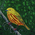 Yellow Warbler Friend by Phil Chadwick