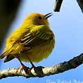 Yellow Warbler Singing in the Spotlight Photograph by Mary Walchuck Yellow Warbler Singing in the Spotlight Photograph by Mary Walchuck