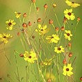 Yellow Wild Flowers Photograph by Steve DaPonte Yellow Wild Flowers Photograph by Steve DaPonte