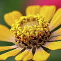 Yellow Zinnia Photograph by Mary Anne Delgado Yellow Zinnia Photograph by Mary Anne Delgado