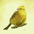 Yellowhammer by Bamalam Art
