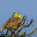 Yellowhammer Emberiza citrinella singing by Tony Mills