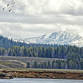 Yellowstone Flight Photograph by Natural Focal Point Photography Yellowstone Flight Photograph by Natural Focal Point Photography