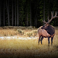 Yellowstone National Park Elk Wapiti Photograph by Randall Nyhof Yellowstone National Park Elk Wapiti Photograph by Randall Nyhof