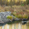 Yeti Photograohy - Calf Moose at beaver pond by David Jennings