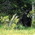 Yeti Photography - Ahhh by David Jennings