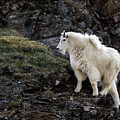 Yeti Photography Beautifully Poised by David Jennings