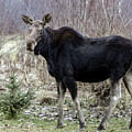 Yeti Photography - Cow Moose by David Jennings