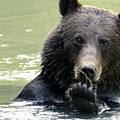 Yeti Photography - Do you like my nails? by David Jennings