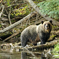 Yeti Photography - Grizz I by David Jennings