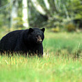 Yeti Photography - Healthy Grazer by David Jennings