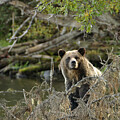 Yeti Photography - Hello by David Jennings