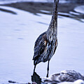 Yeti Photography - I See You by David Jennings