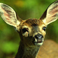 Yeti Photography - Oh Dear by David Jennings