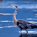 Yeti Photography - Stalking by David Jennings