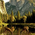 Yosemite Reflections by Floyd Snyder