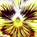 You Pansy Photograph by Lens Art Photography By Larry Trager You Pansy Photograph by Lens Art Photography By Larry Trager