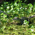 Young Alligator Photograph by Karen Rispin Young Alligator Photograph by Karen Rispin