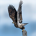 Young Bald Eagle taking flight by Alan Moore