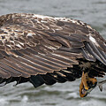 Young Bald Eagle with fish Photograph by Alan Moore Young Bald Eagle with fish Photograph by Alan Moore