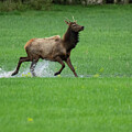 Young Bull Elk Running Across Water in a Green Field Outdoors by Lee and Renee Walsh