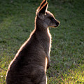 Young eastern grey kangaroo backlit by Sheila Smart Fine Art Photography Young eastern grey kangaroo backlit by Sheila Smart Fine Art Photography