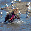 Young fishing brown bear with salmon Photograph by Mikhail Kokhanchikov Young fishing brown bear with salmon Photograph by Mikhail Kokhanchikov