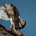 Young flying Kestrel with the prey in the claw Photograph by Torbjorn Swenelius Young flying Kestrel with the prey in the claw Photograph by Torbjorn Swenelius