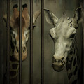Young Giraffes at the Zoo DAY 975 by Yo Pedro