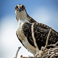 Young Osprey by Brian Anderson