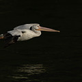 Young Pelican 2016-8 Photograph by Thomas Young Young Pelican 2016-8 Photograph by Thomas Young