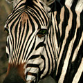 Zebra Eye Photograph by Karen Zuk Rosenblatt Zebra Eye Photograph by Karen Zuk Rosenblatt