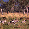 Zebra Family Landscape Photograph by Russ Considine Zebra Family Landscape Photograph by Russ Considine