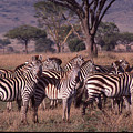 Zebra Herd Photograph by Russ Considine Zebra Herd Photograph by Russ Considine