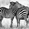 Zebra Love Photograph by Adam Romanowicz Zebra Love Photograph by Adam Romanowicz