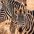 Zebras by Adam Romanowicz Zebras by Adam Romanowicz