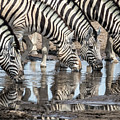 Zebras at Chudob Waterhole Photograph by Belinda Greb Zebras at Chudob Waterhole Photograph by Belinda Greb