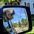 Zen Doggo Photograph by Brad Nellis Zen Doggo Photograph by Brad Nellis