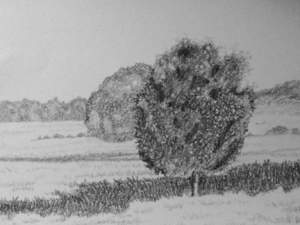 Beginner's Drawing Class    'Prairie with Trees'