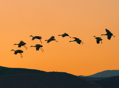 Bosque del Apache Photo Tour