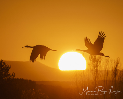 Photographing Bosque del Apache NWR in New Mexico