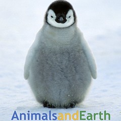 Animals and Earth - Artist