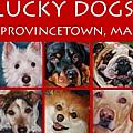 Lucky Dogs - Artist
