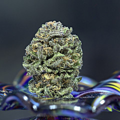 Medicinal Artwork - Artist