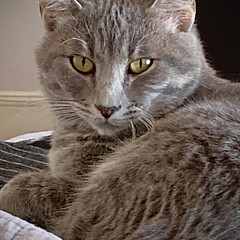 The Cat