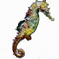 Seahorse Galleries - Artist