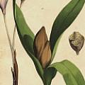 Vintage Prints - Artist