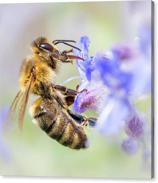 Превращение пчелы медоносной. Перепончатокрылые медоносная пчела. Карликовые медоносные пчелы. Медоносная пчела отряд. Дикая медоносная пчела.
